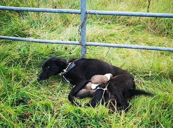 Transport do ośrodka ISPCA