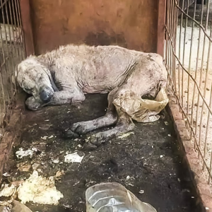 Zdjęcie psa w złym stanie