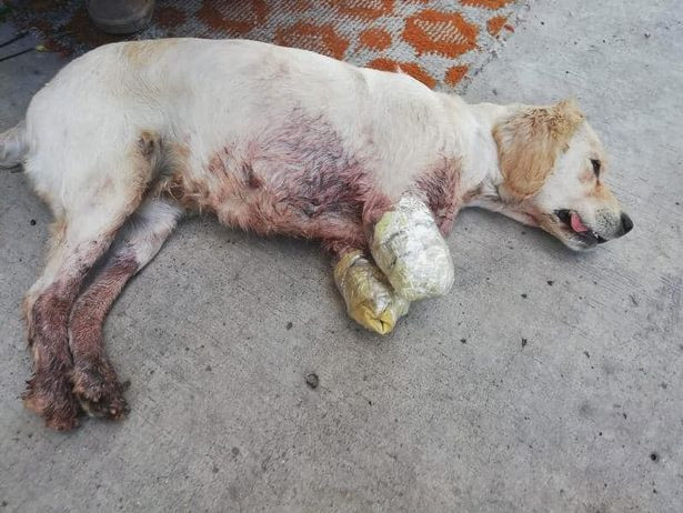 Szczeniak bez przednich łap