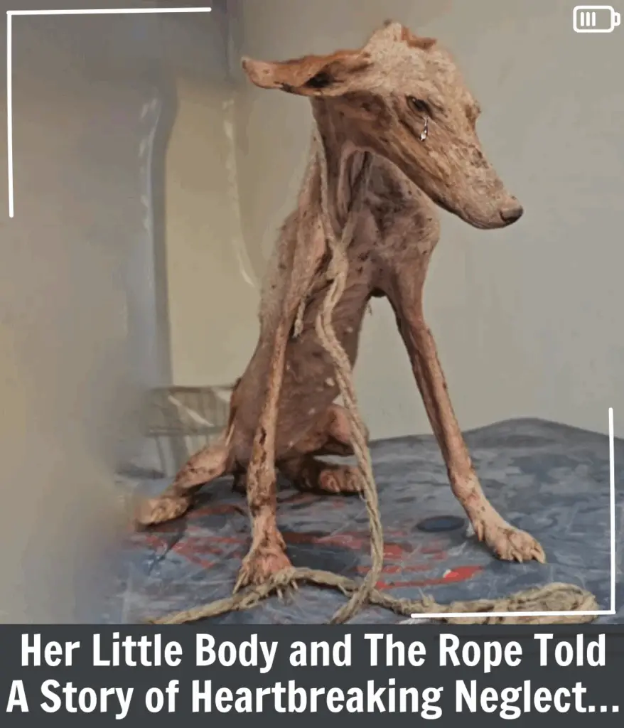 Ava - zdjęcie przed ratunkiem