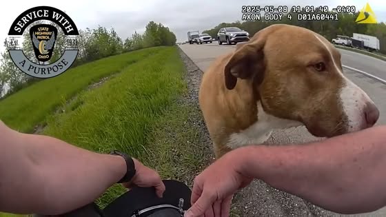 Pies siedzący w radiowozie