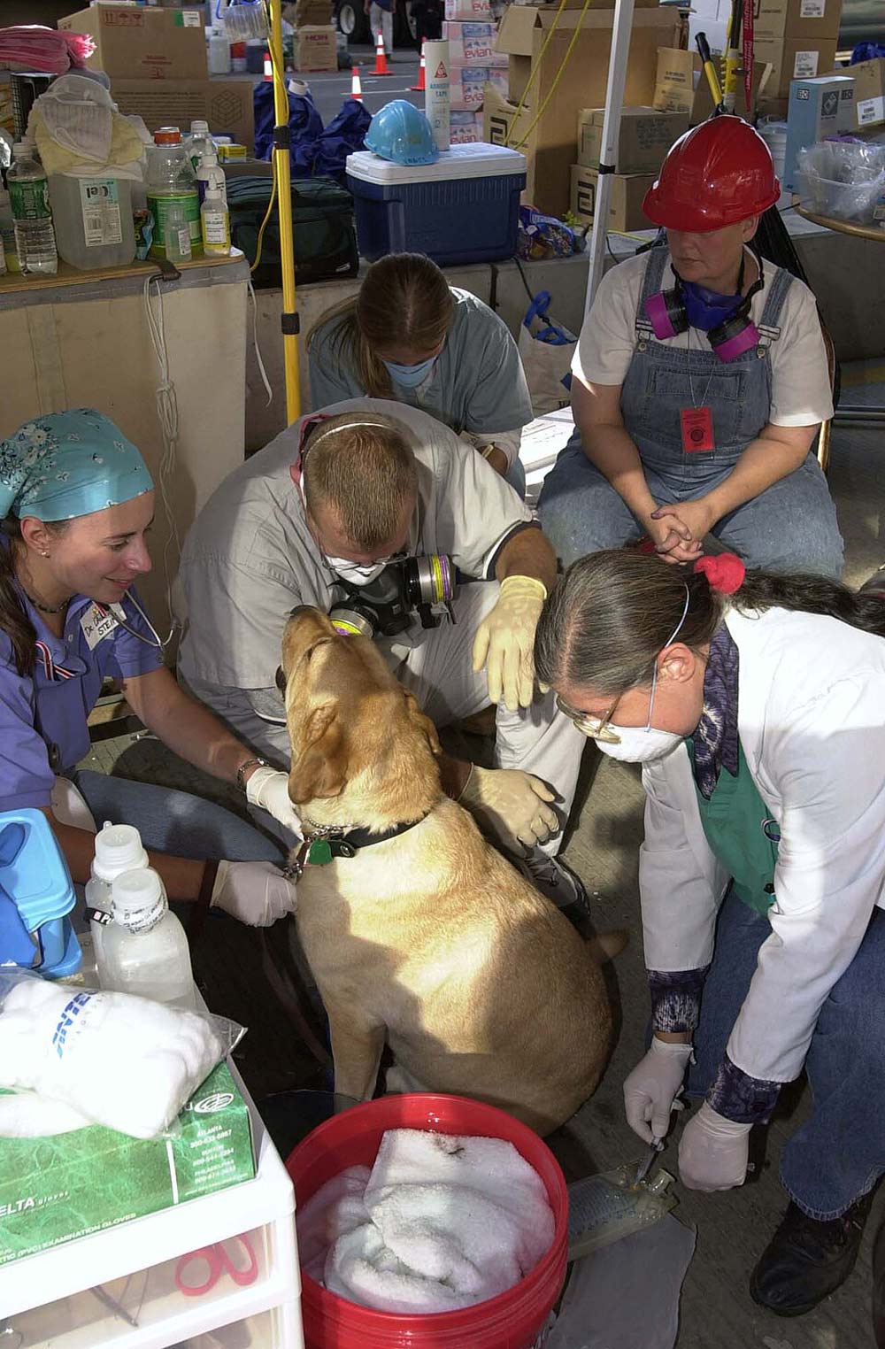 Weterynarze opatrują psa ratowniczego