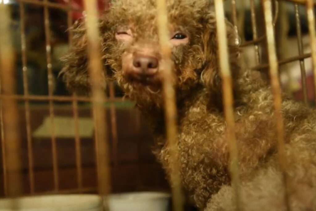 Suczka z jednym oczkiem