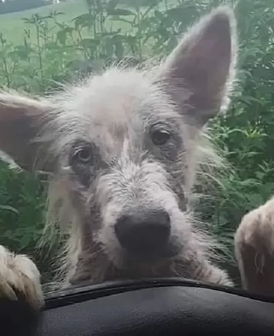 Pies wdrapał się do samochodu