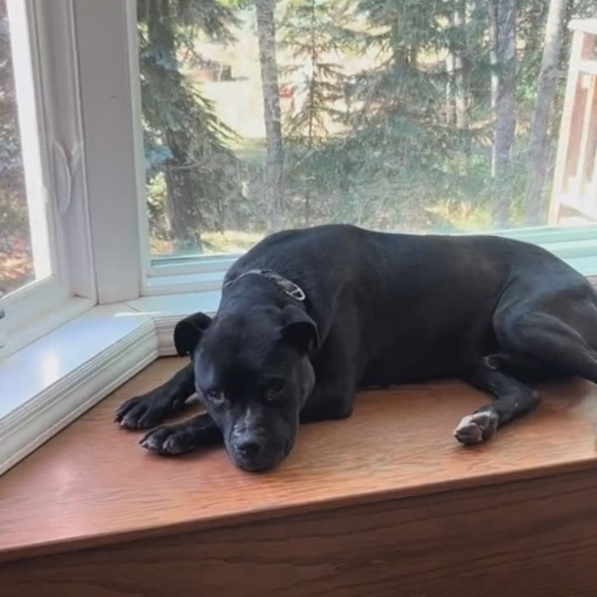 Brutus odpoczywa po zabiegach