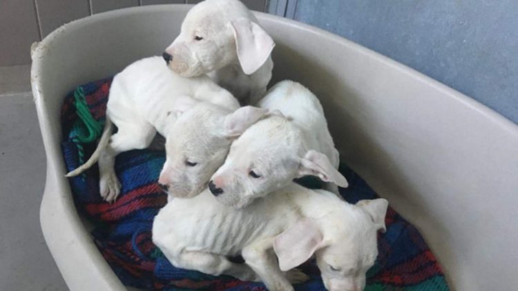 Szczeniaki pod opieką weterynarzy