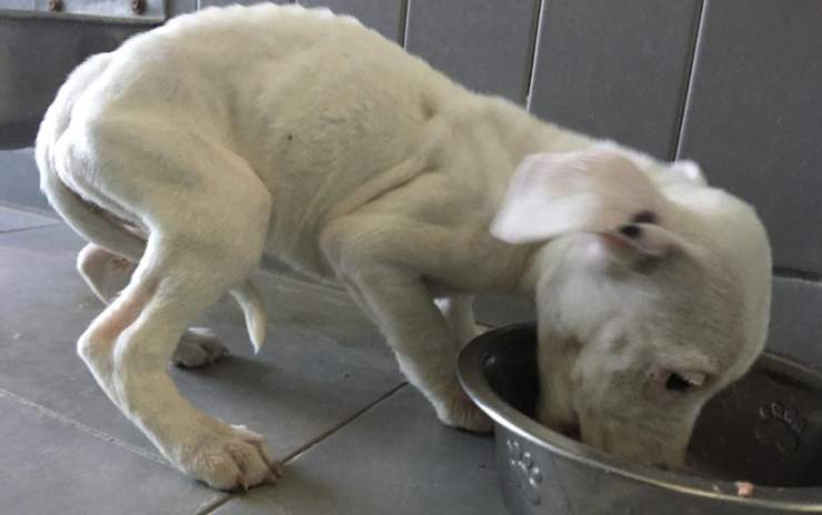 Porzucone szczenięta