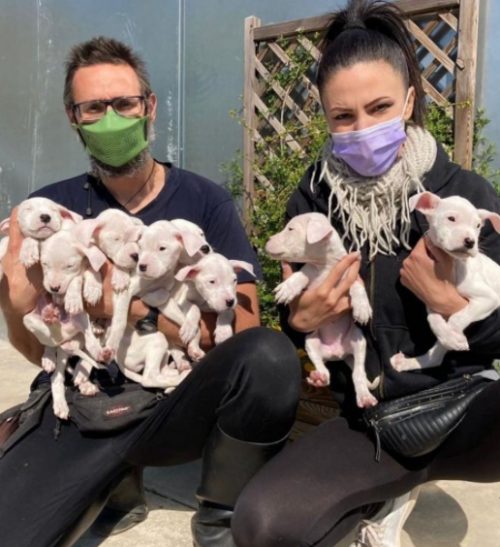 Ratownicy ratują szczenięta