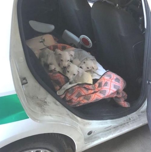 Szczenięta po ocenie weterynarzy