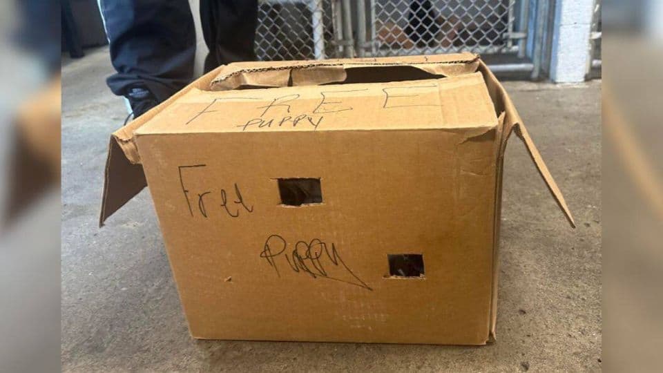 Okładka: porzucona suczka