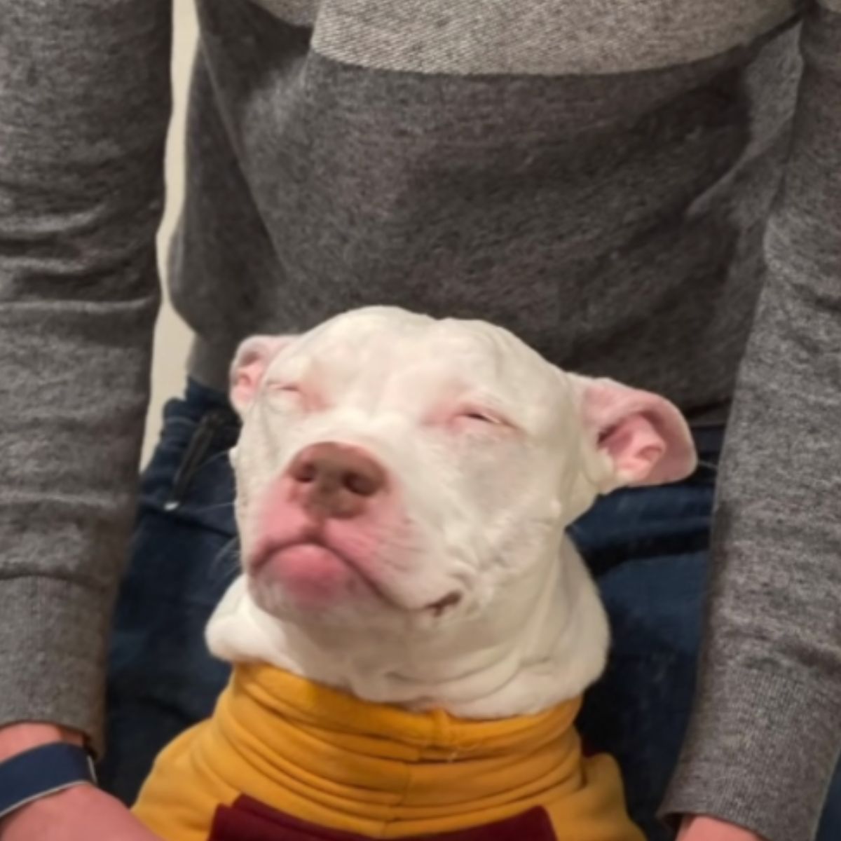 głuchy pies i właściciel