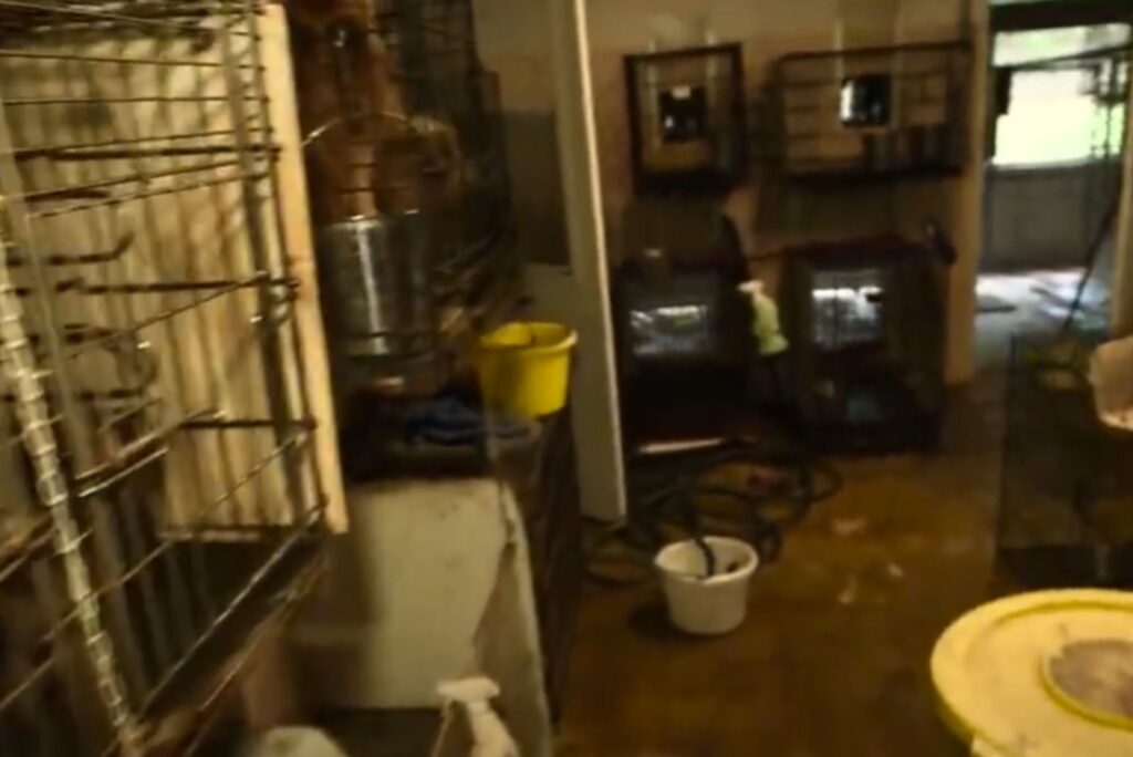 Zaniedbana piwnica hodowli