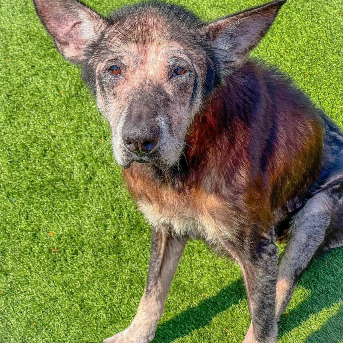 pies siedzący na trawie