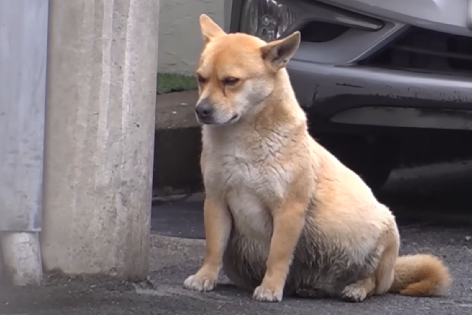 pies z dużym brzuchem