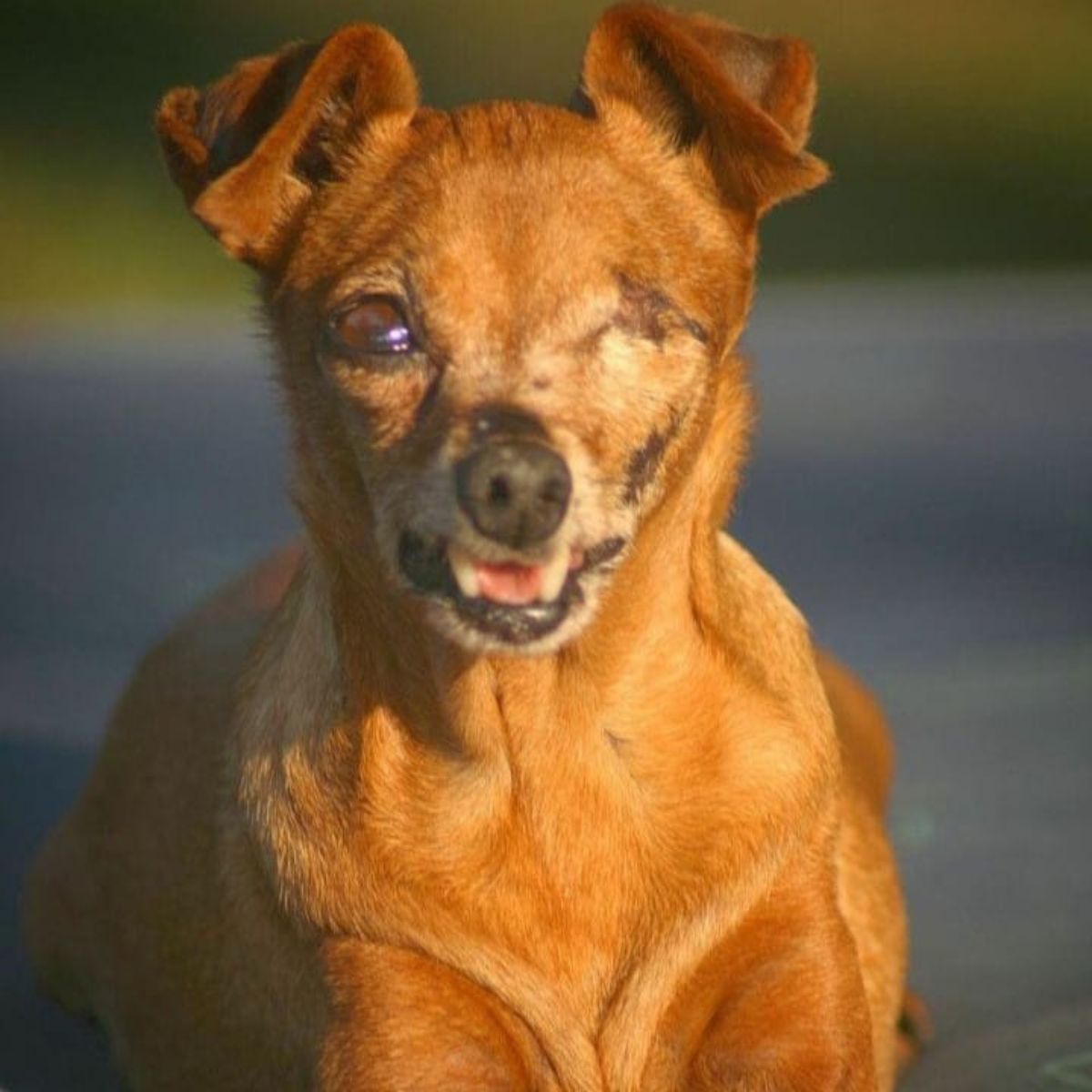 Suczka z jednym okiem