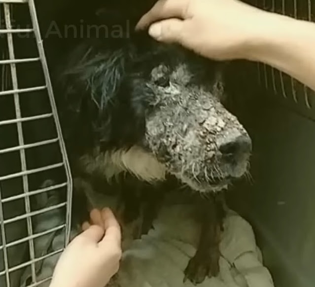 Socrates podczas rekonwalescencji