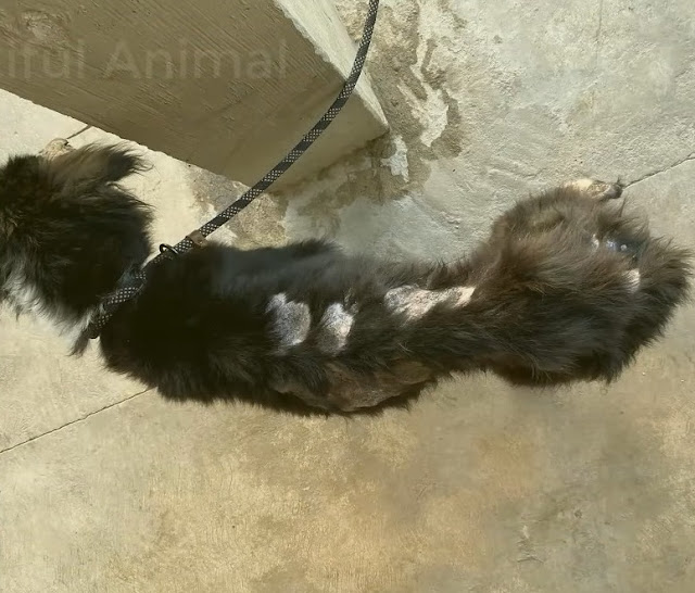 Zbliżenie na chorego psa