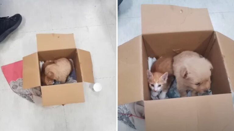 porzucone zwierzęta w pudełku