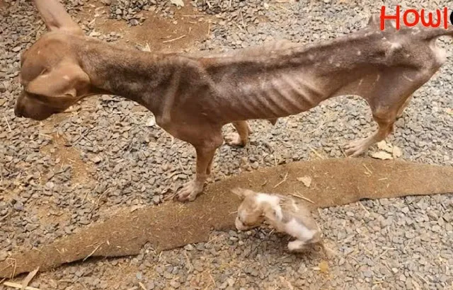 opieka weterynaryjna