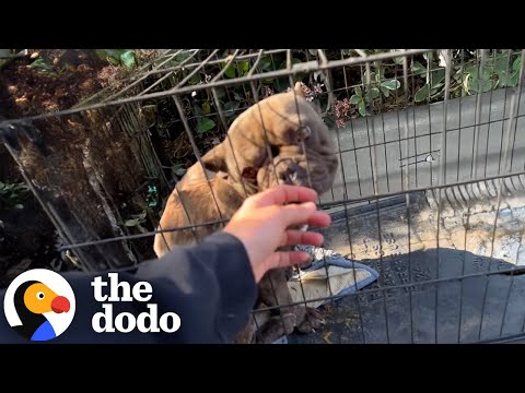 миниатюра видео