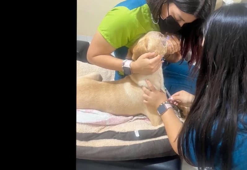 Ślady przemocy u Benkiego