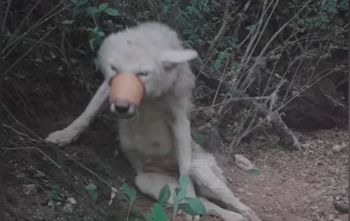 suczka znaleziona w lesie