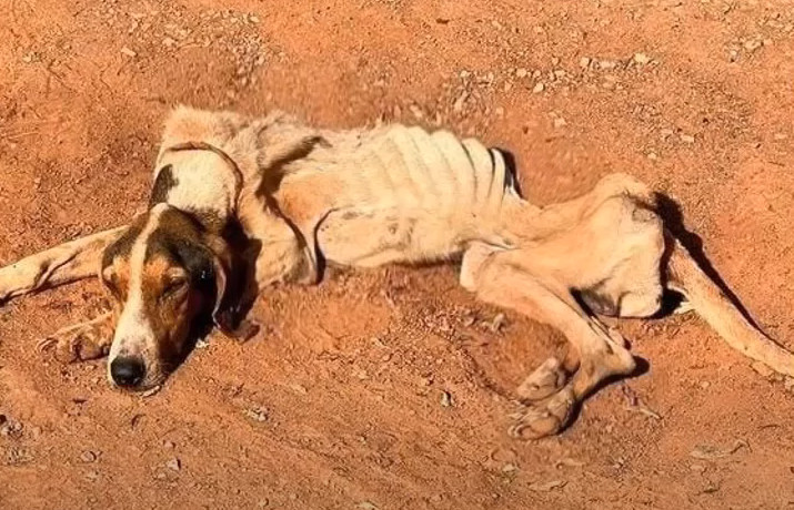 Bento w złym stanie