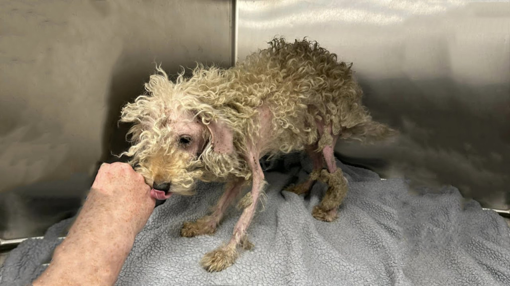 Тимми проходит ветеринарные процедуры