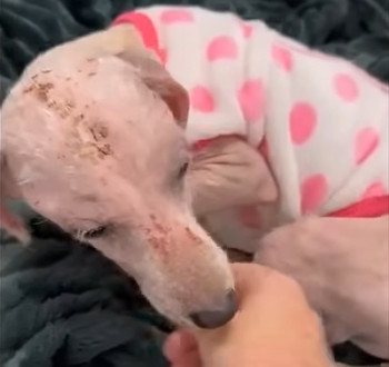 Тимми выздоравливает