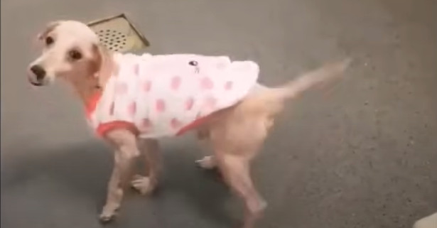 Тимми в новом, уютном месте