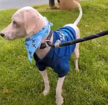 Тимми как воплощение упорства