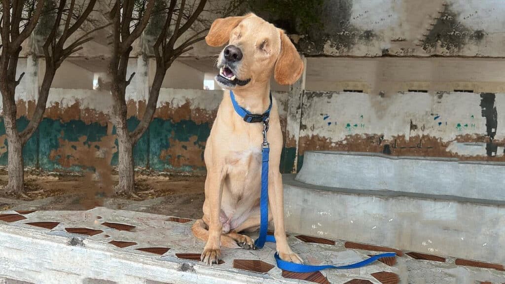 Benki znaleziony porzucony