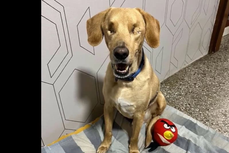 Pierwszy spacer Benkiego