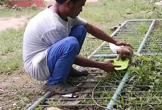 szczeniak podczas leczenia