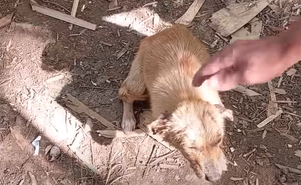 Interwencja weterynaryjna