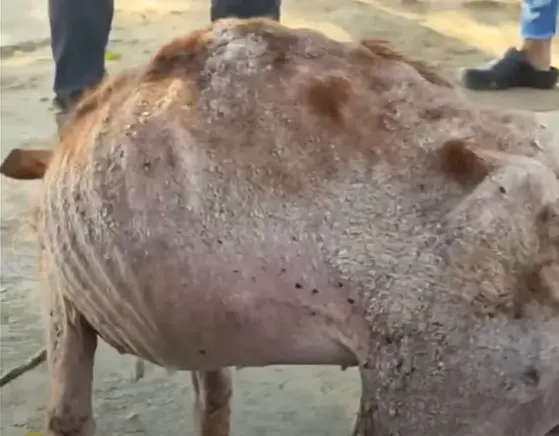 Ava odzyskująca siły