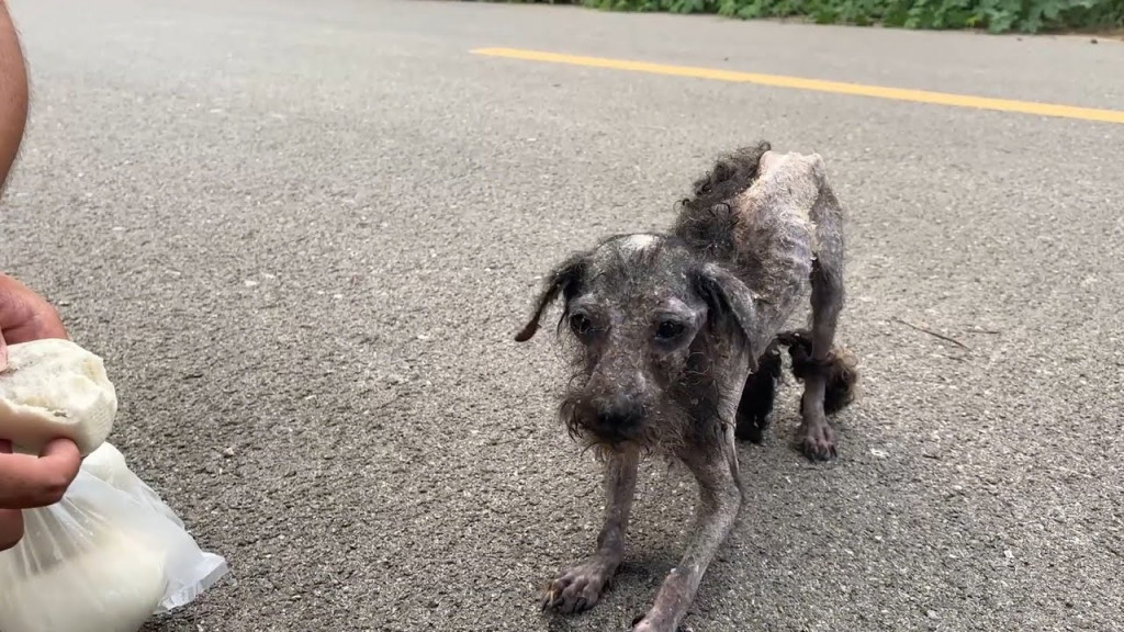 Wychudzony pies przy drodze