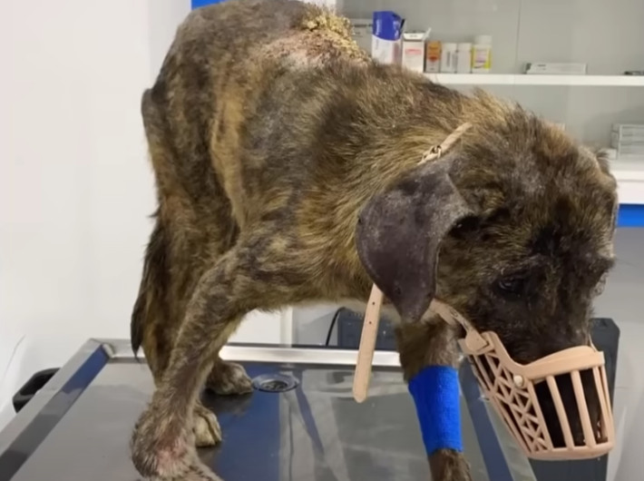 Opieka weterynaryjna