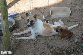 Schronisko dla psów