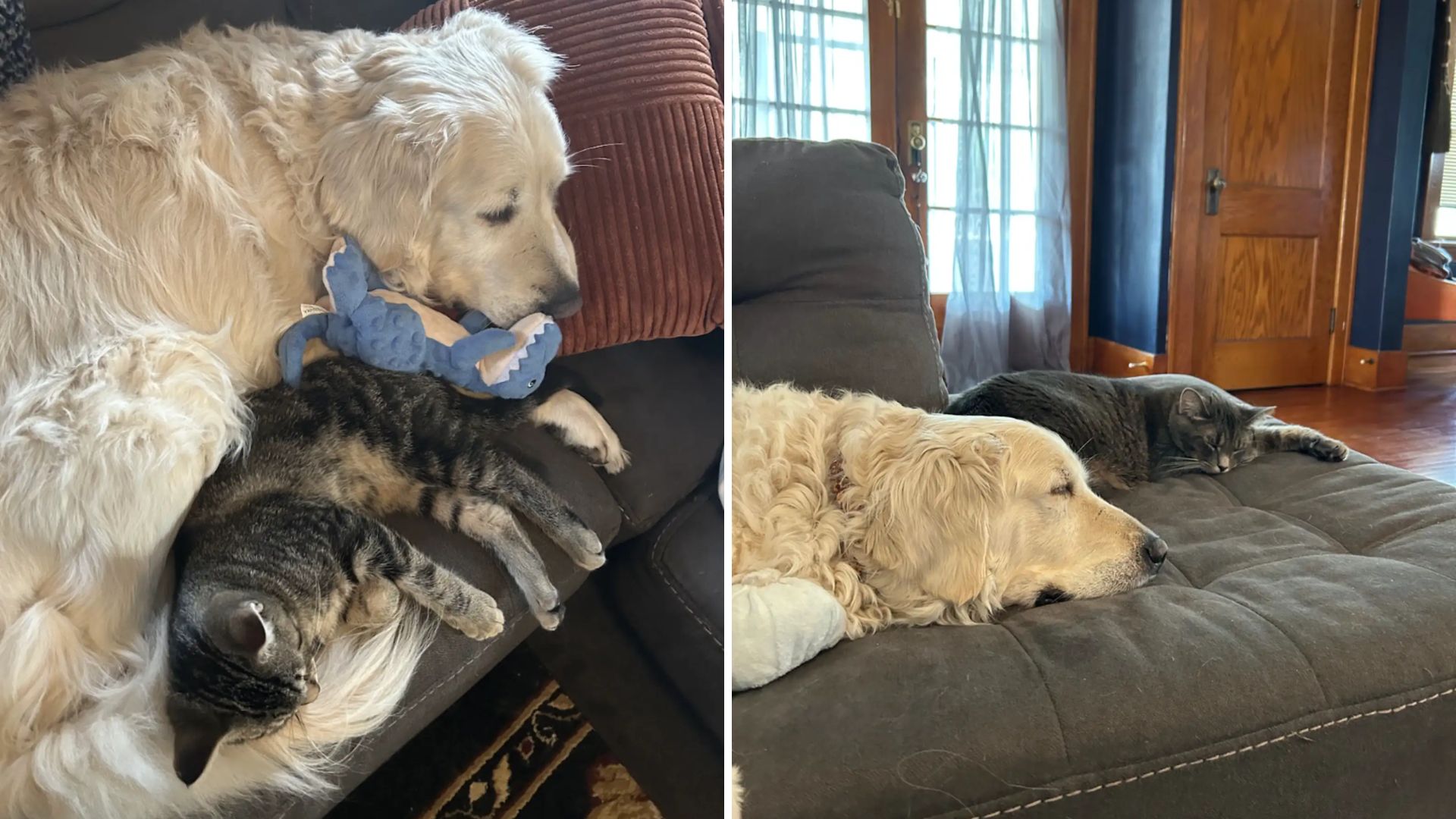 Indiana Dog Struggles