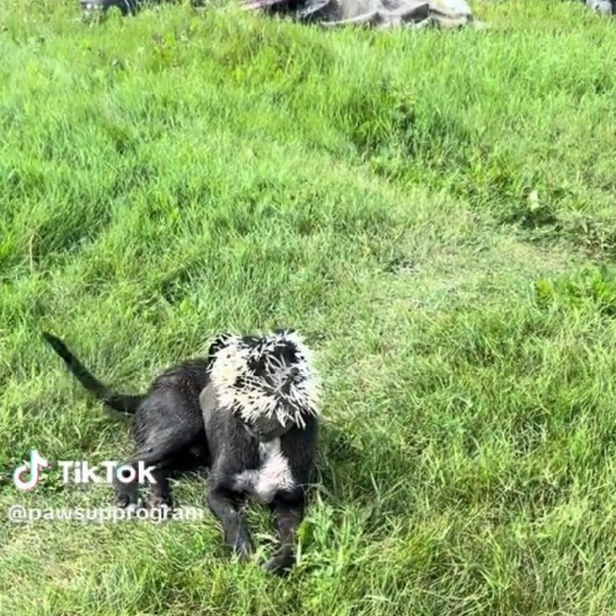 Ranny pies podczas opieki weterynaryjnej