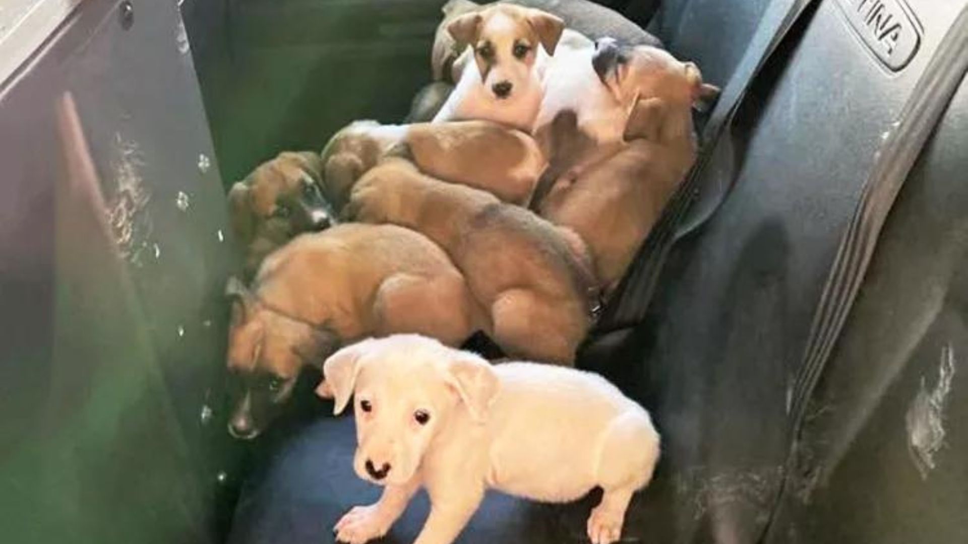 13 puppies in the police car