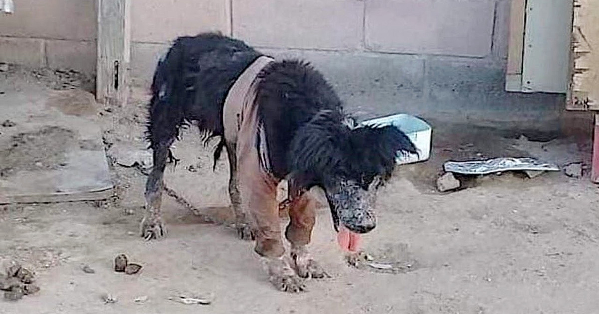 Socrates po pierwszym kontakcie