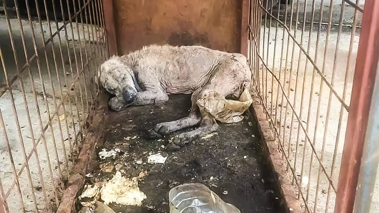 Pies w trakcie rekonwalescencji