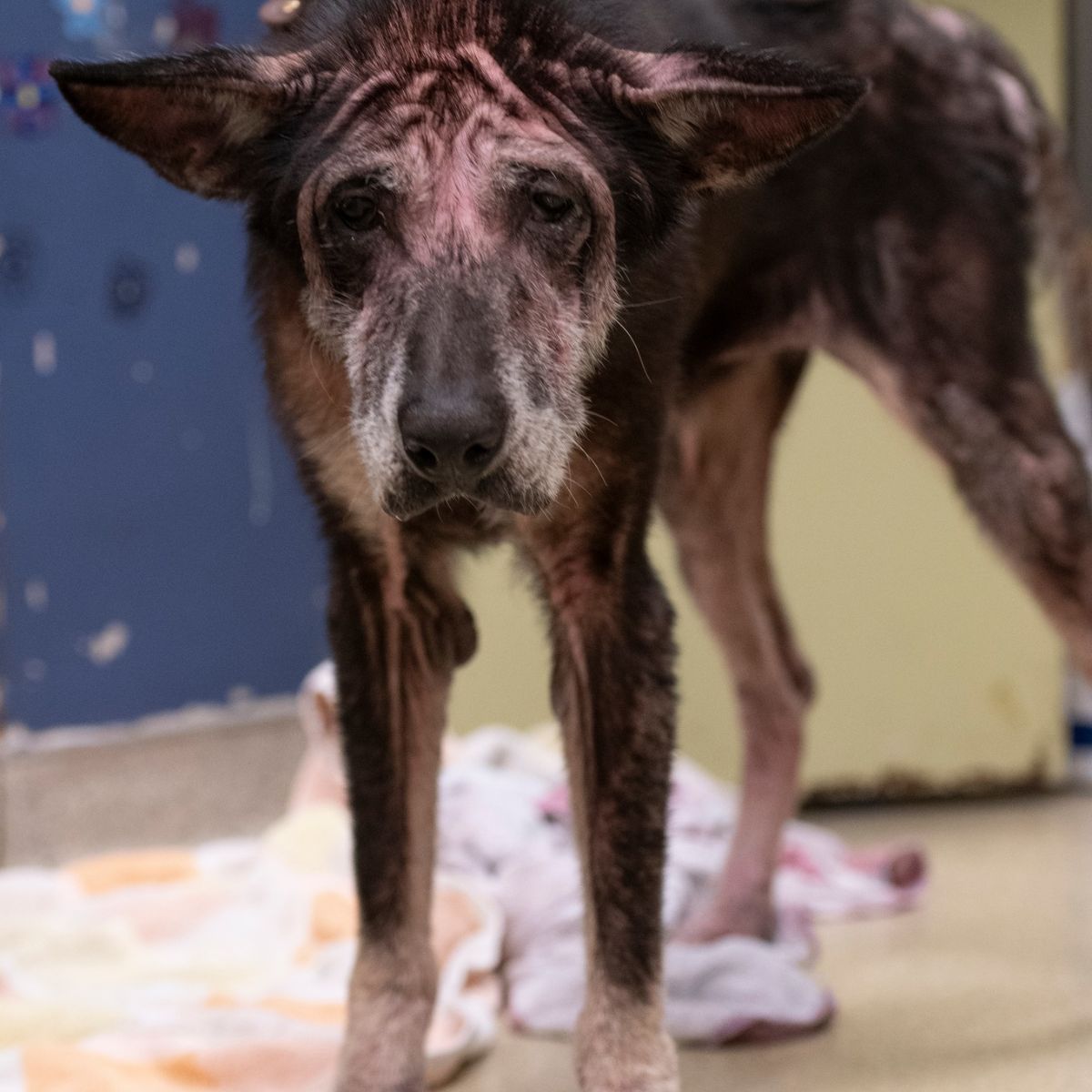 zniedołężniały pies