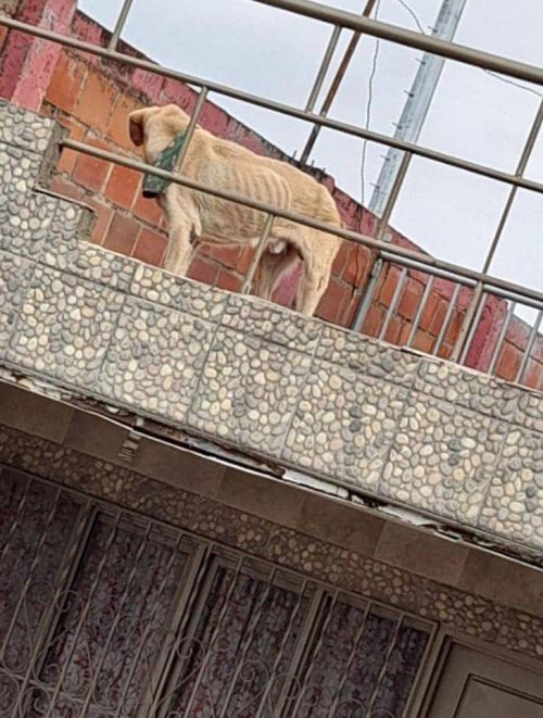 Scott poprosił o pomoc