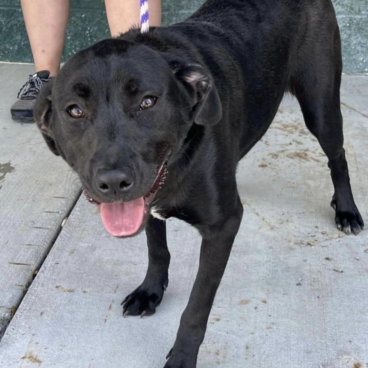 foto psa ze schroniska