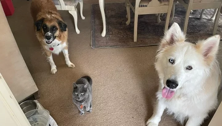 Dwa psy i kot w kuchni