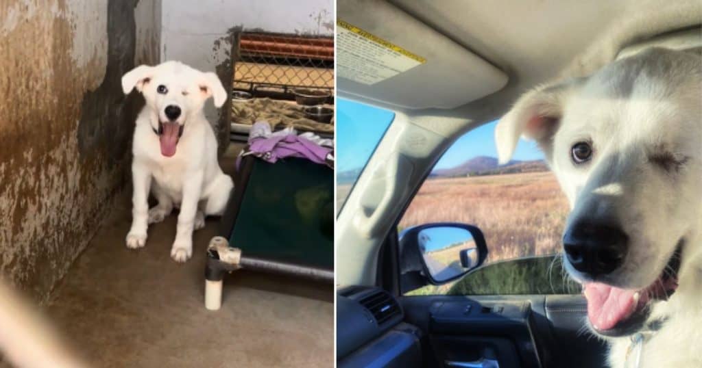 Spinach przed adopcją