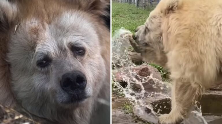 uratowany niedźwiedź